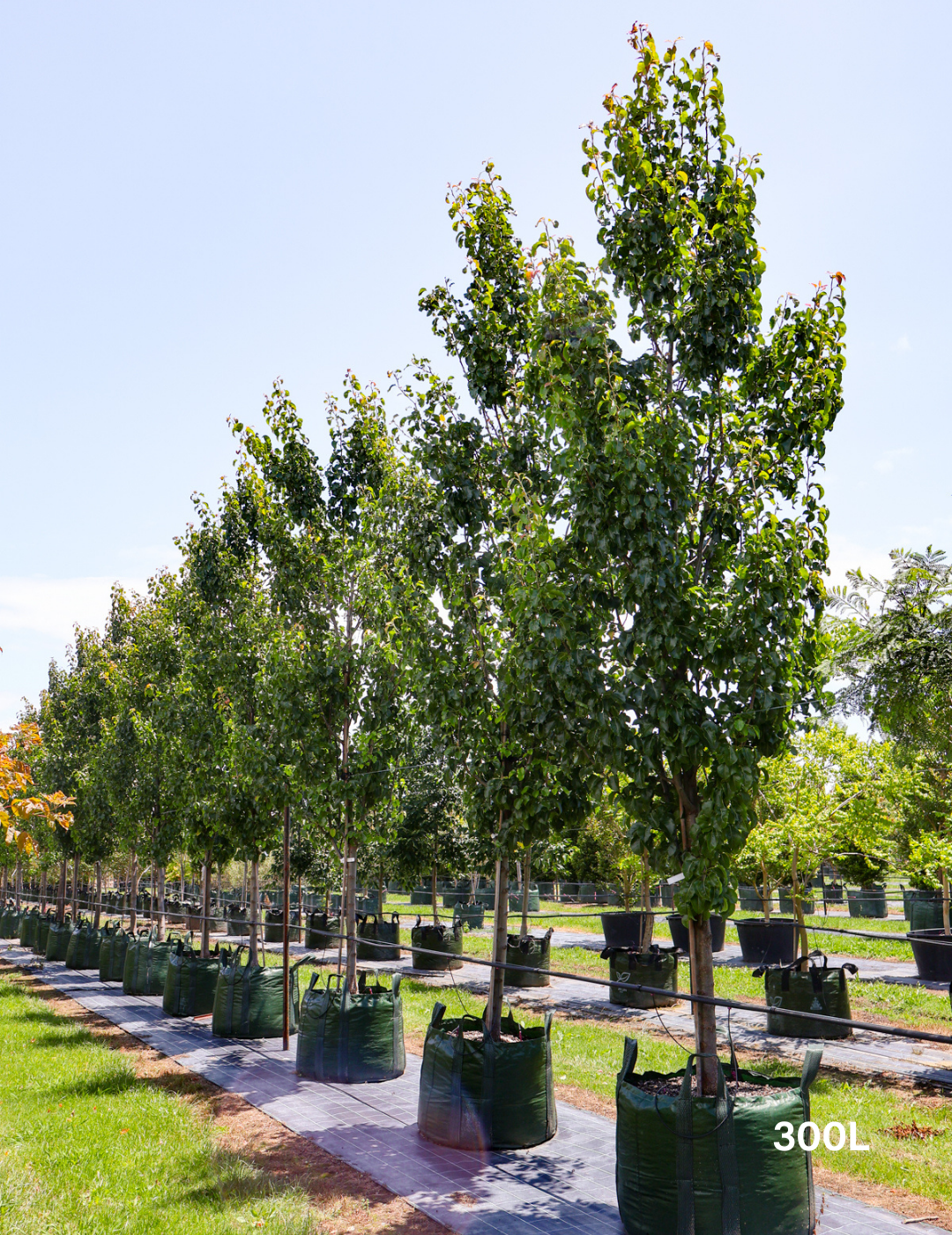 Pyrus calleryana 'Cleveland Select' - Evergreen Trees Direct