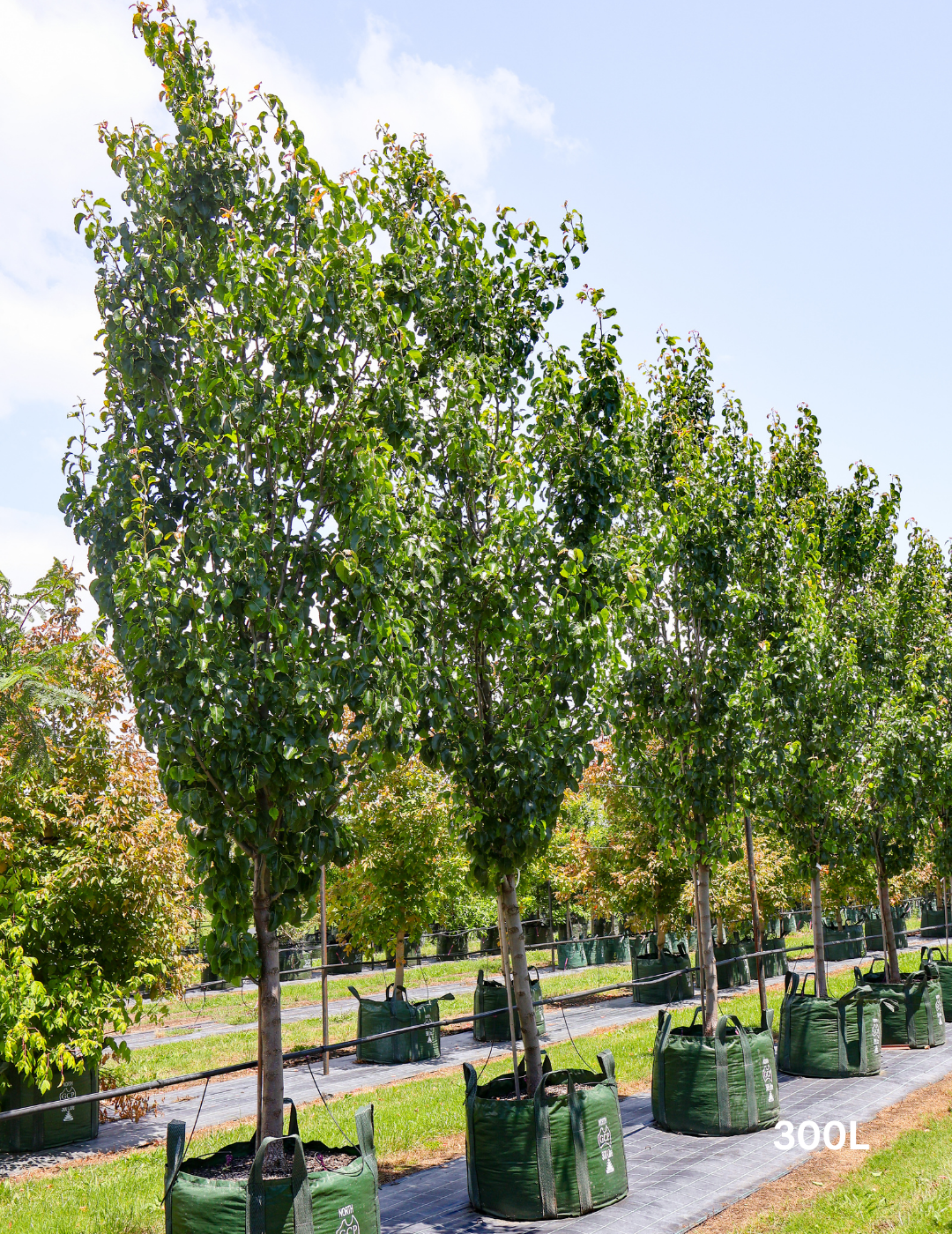 Pyrus calleryana 'Cleveland Select' - Evergreen Trees Direct