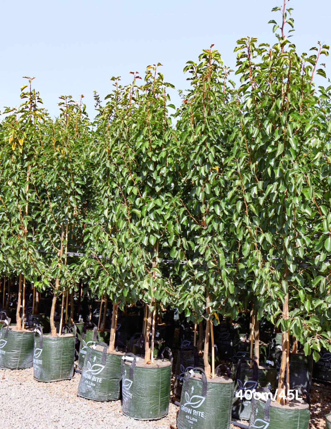 Pyrus calleryana 'Cleveland Select' - Evergreen Trees Direct