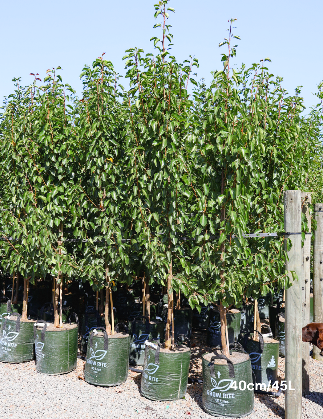 Pyrus calleryana 'Cleveland Select' - Evergreen Trees Direct