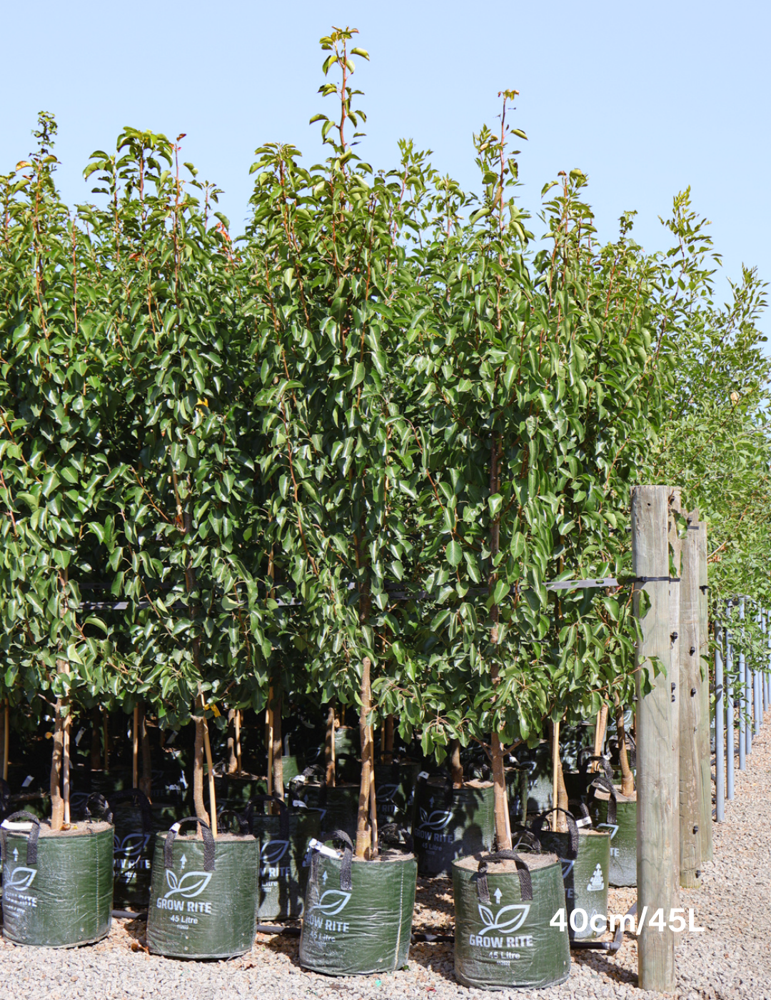 Pyrus calleryana 'Cleveland Select' - Evergreen Trees Direct