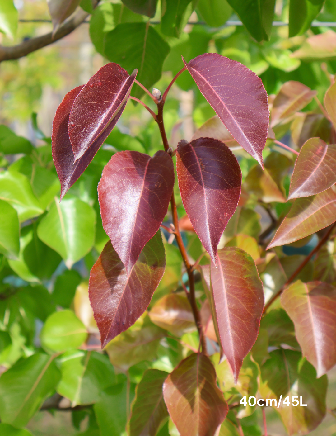 Pyrus calleryana 'Cleveland Select' - Evergreen Trees Direct