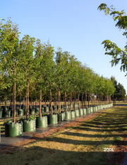 Pyrus ussuriensis - Evergreen Trees Direct