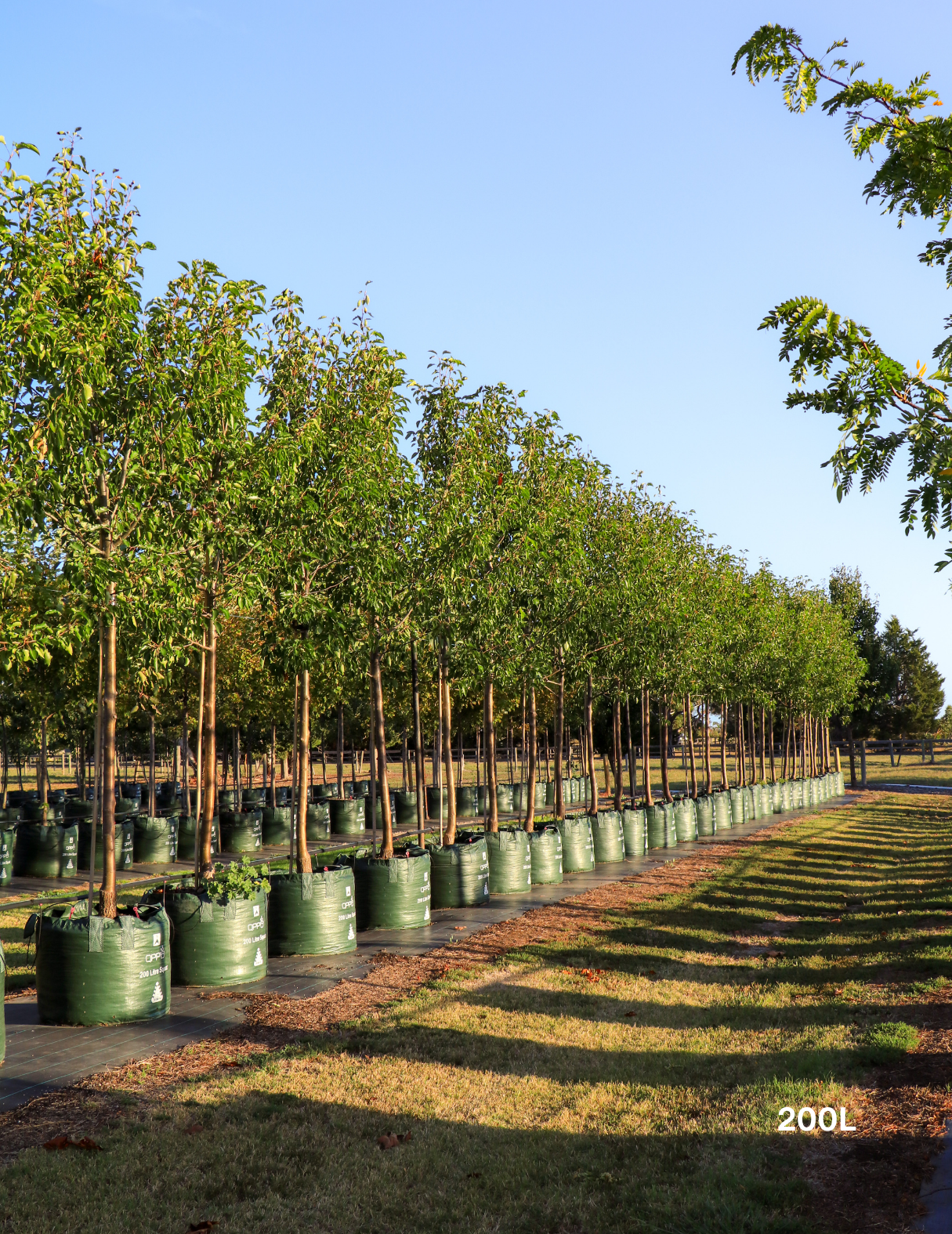Pyrus ussuriensis - Evergreen Trees Direct