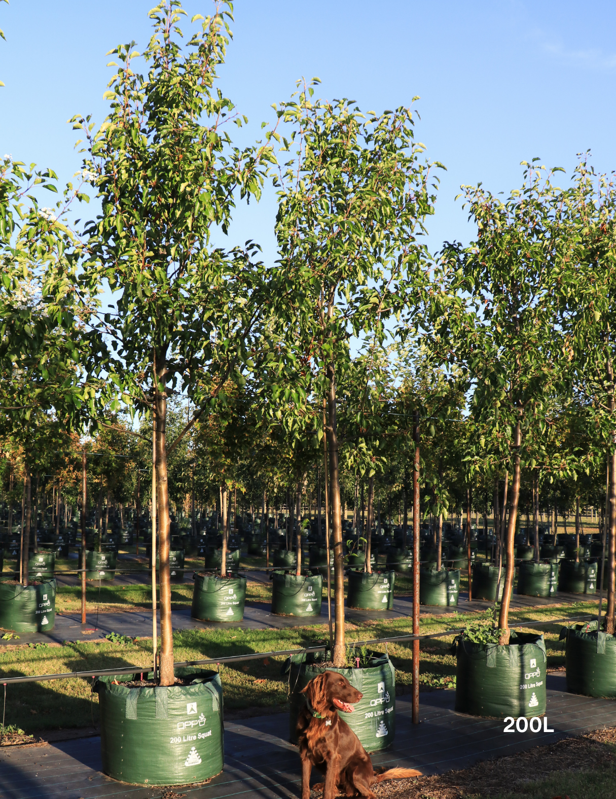 Pyrus ussuriensis - Evergreen Trees Direct
