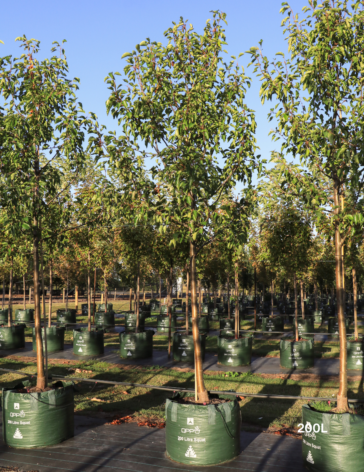 Pyrus ussuriensis - Evergreen Trees Direct
