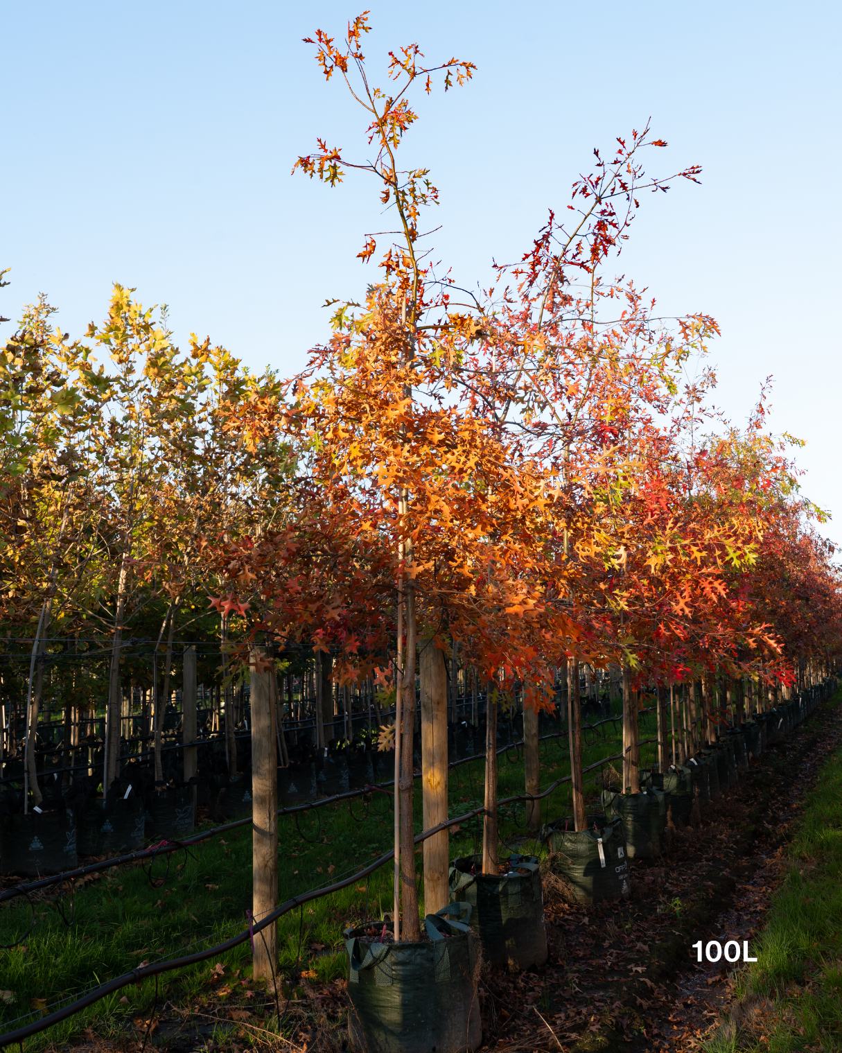 Quercus palustris - Pin Oak