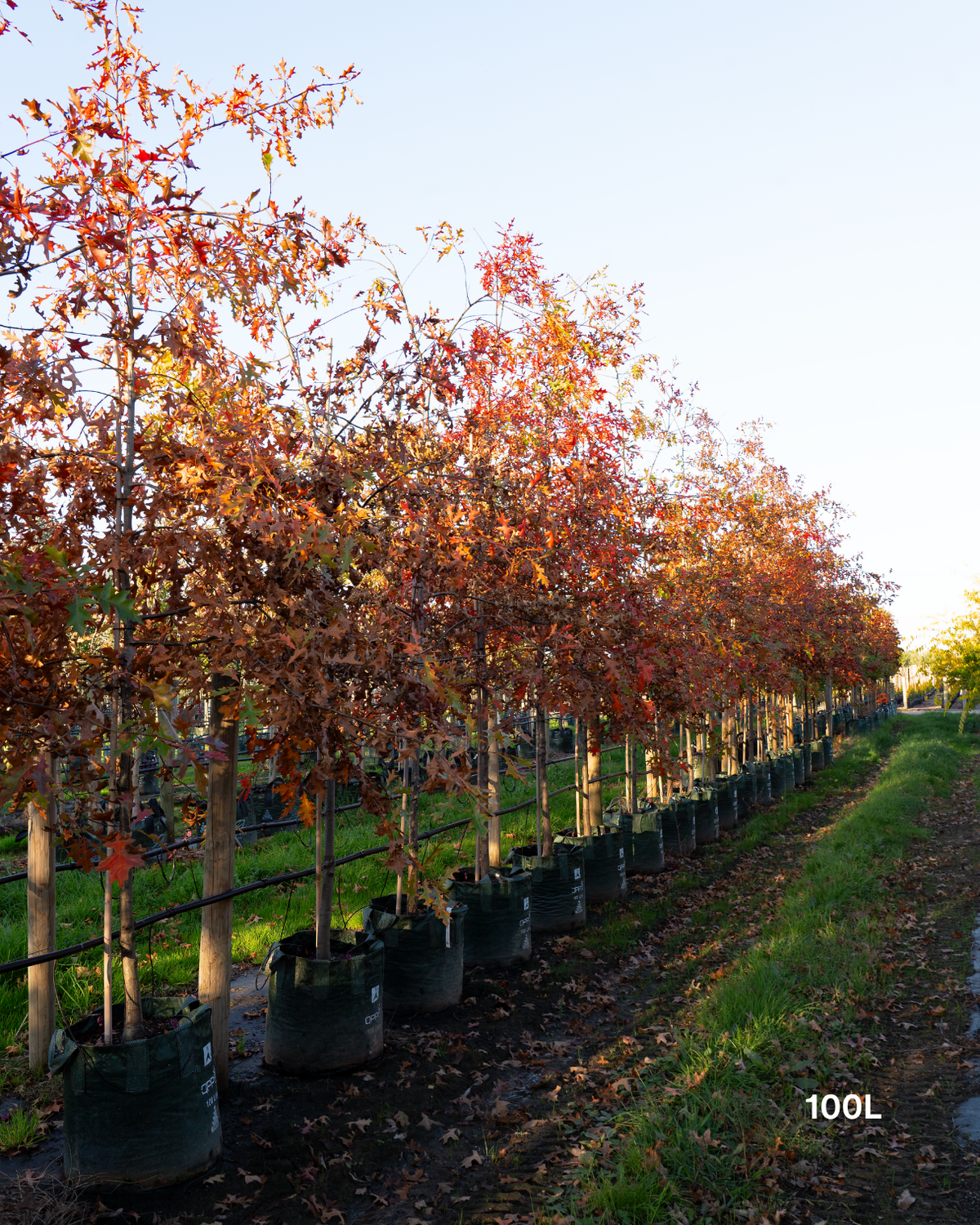 Quercus palustris - Pin Oak