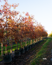 Quercus palustris - Pin Oak