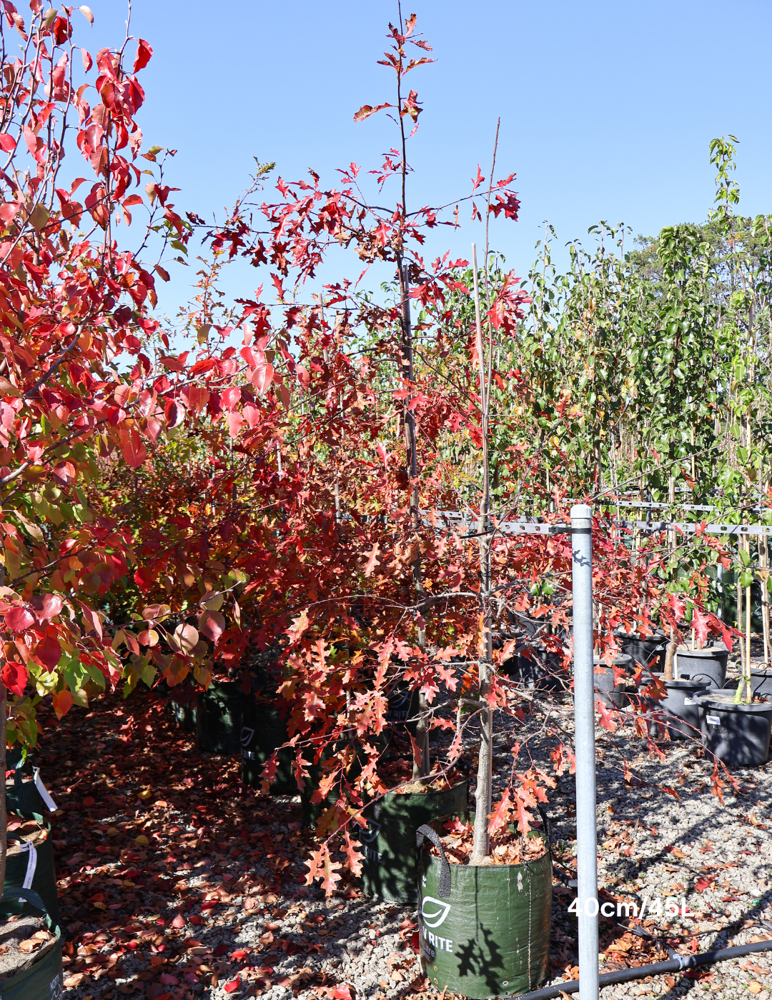 Quercus palustris - Pin Oak - Evergreen Trees Direct