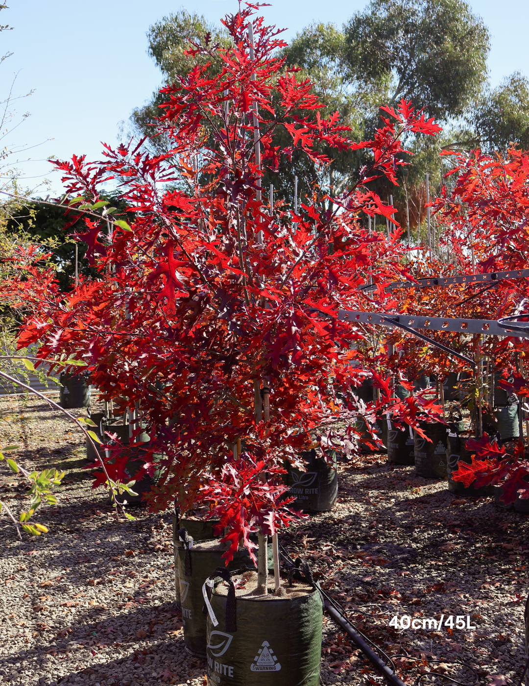 Quercus palustris - Pin Oak - Evergreen Trees Direct