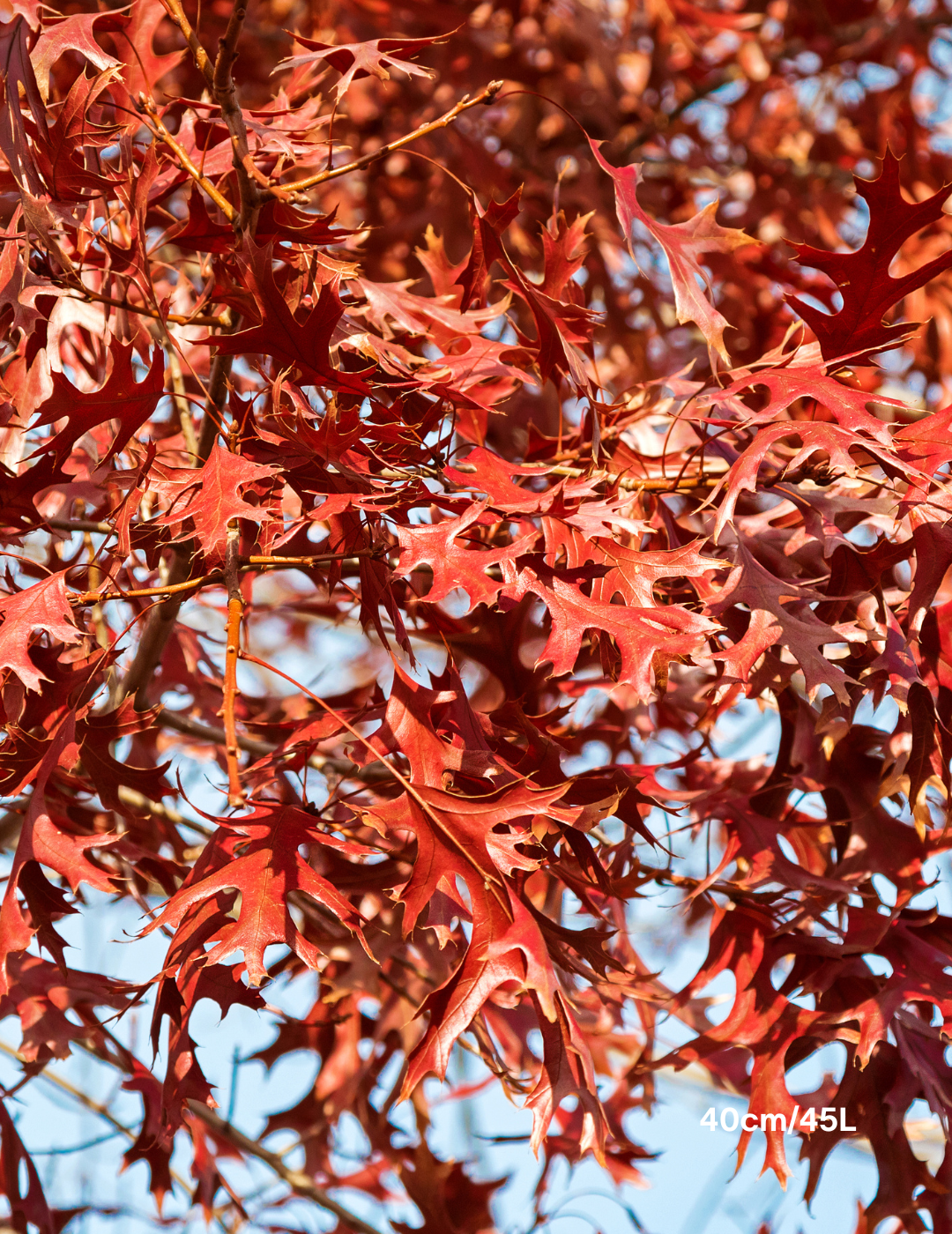 Quercus palustris - Pin Oak - Evergreen Trees Direct