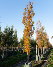 Quercus palustris 'Pringreen' Green Pillar – Upright Pin Oak