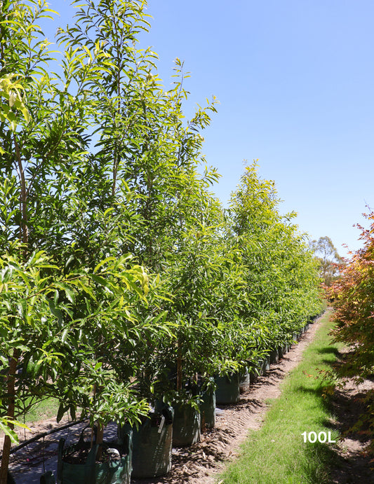 Quercus acutissima - Sawtooth Oak