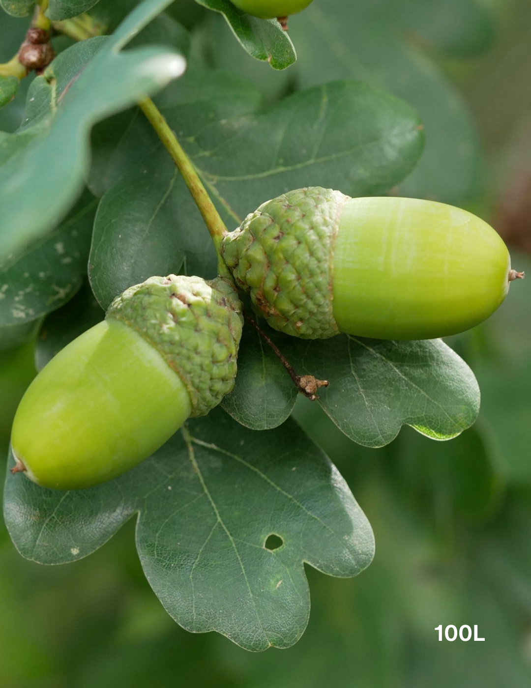 Quercus robur 'Fastigiata' - Evergreen Trees Direct