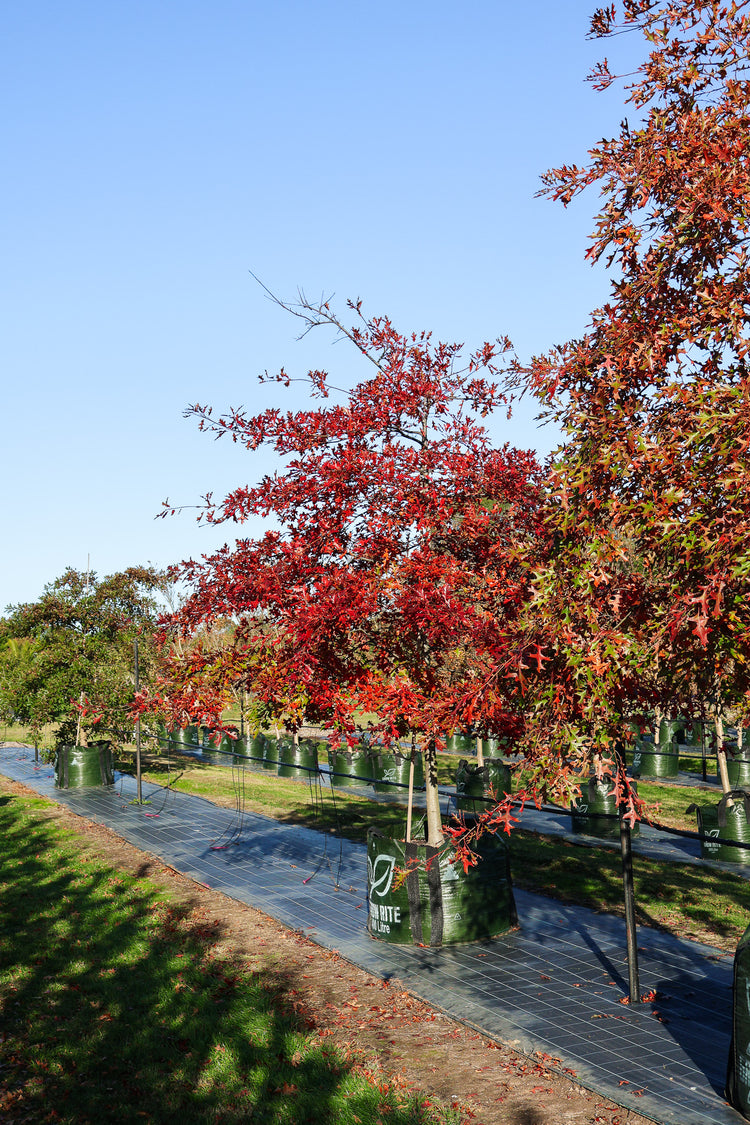Quercus palustris - Pin Oak