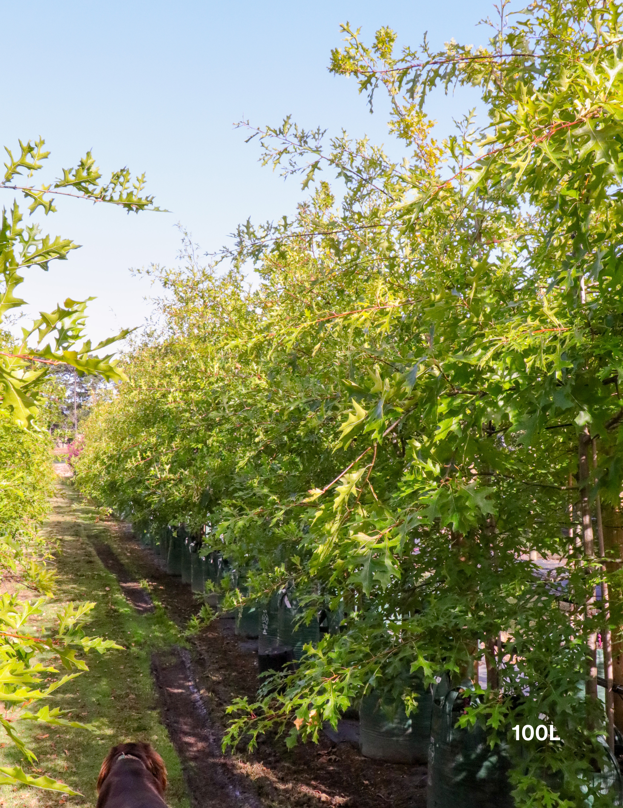 Quercus palustris - Pin Oak - Evergreen Trees Direct