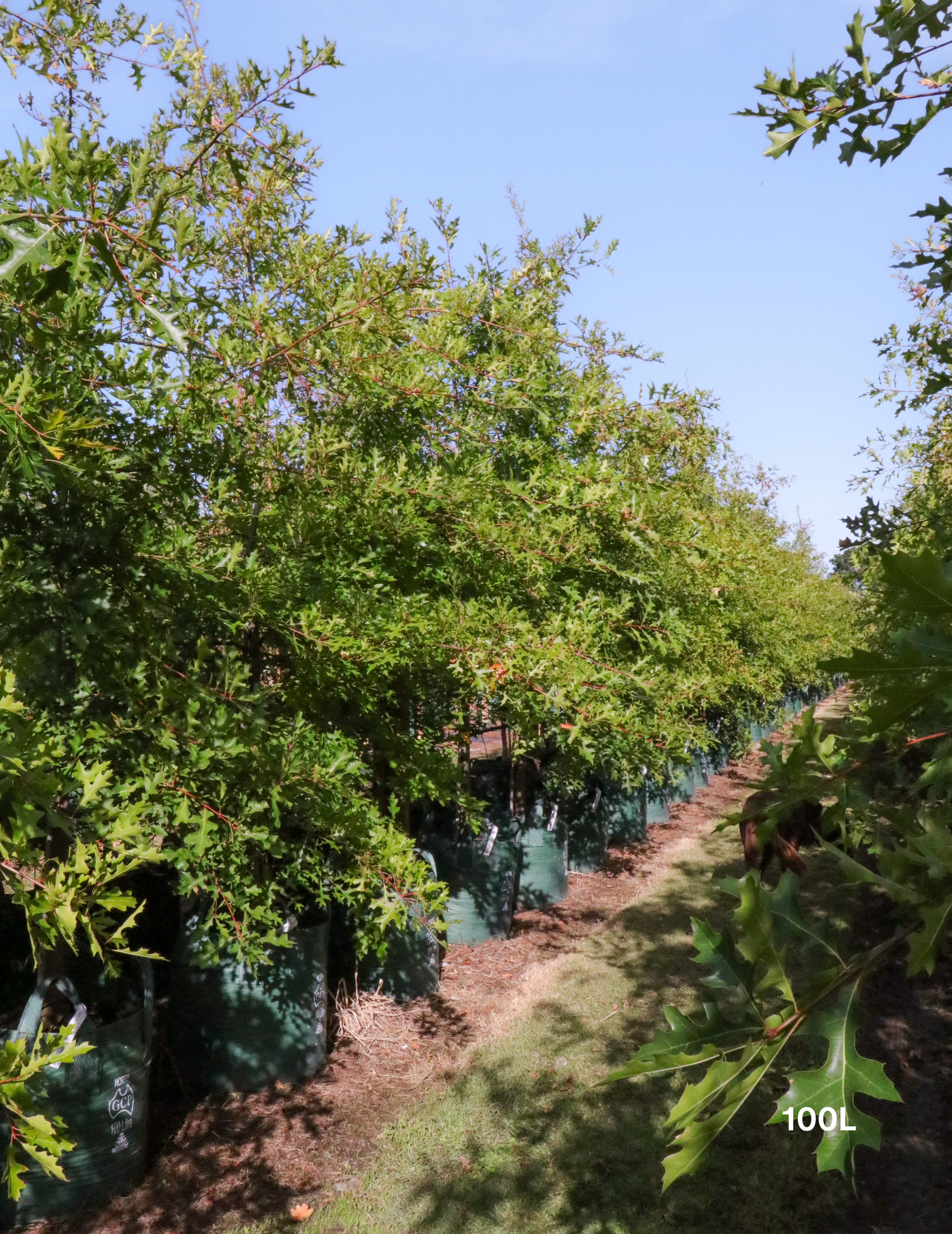 Quercus palustris - Pin Oak - Evergreen Trees Direct