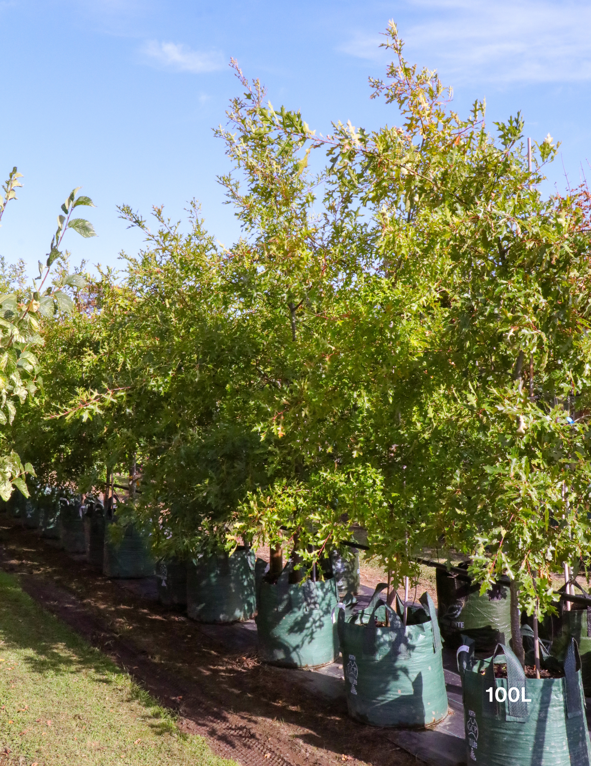 Quercus palustris - Pin Oak - Evergreen Trees Direct
