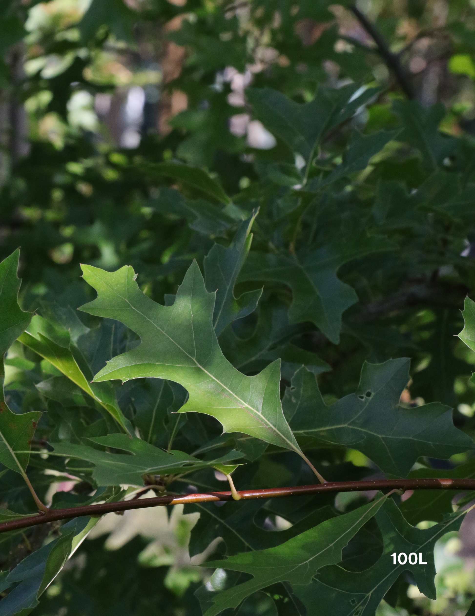 Quercus palustris - Pin Oak - Evergreen Trees Direct