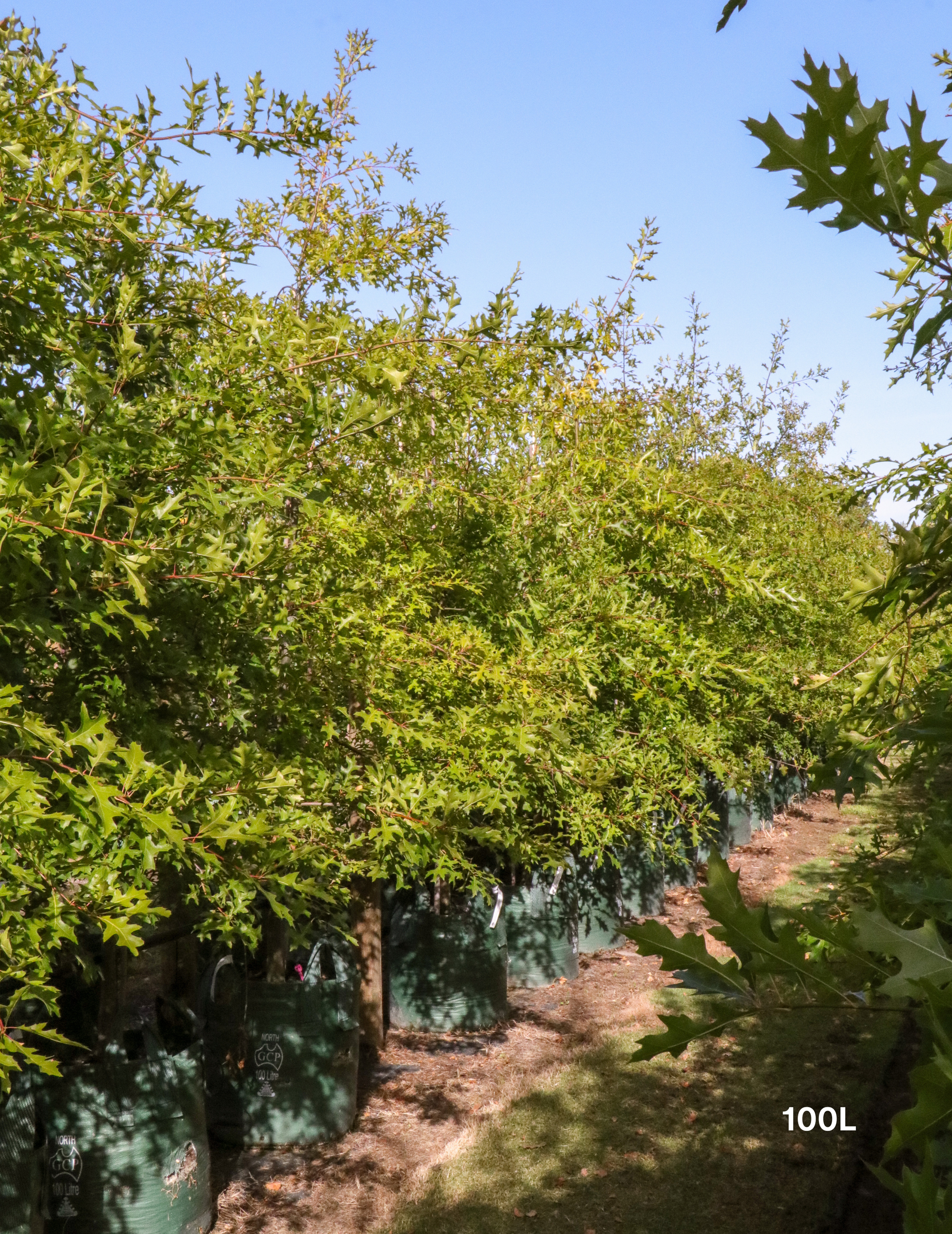 Quercus palustris - Pin Oak - Evergreen Trees Direct