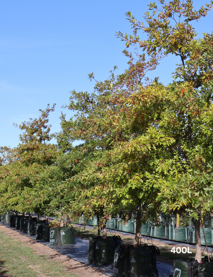 Quercus palustris - Pin Oak