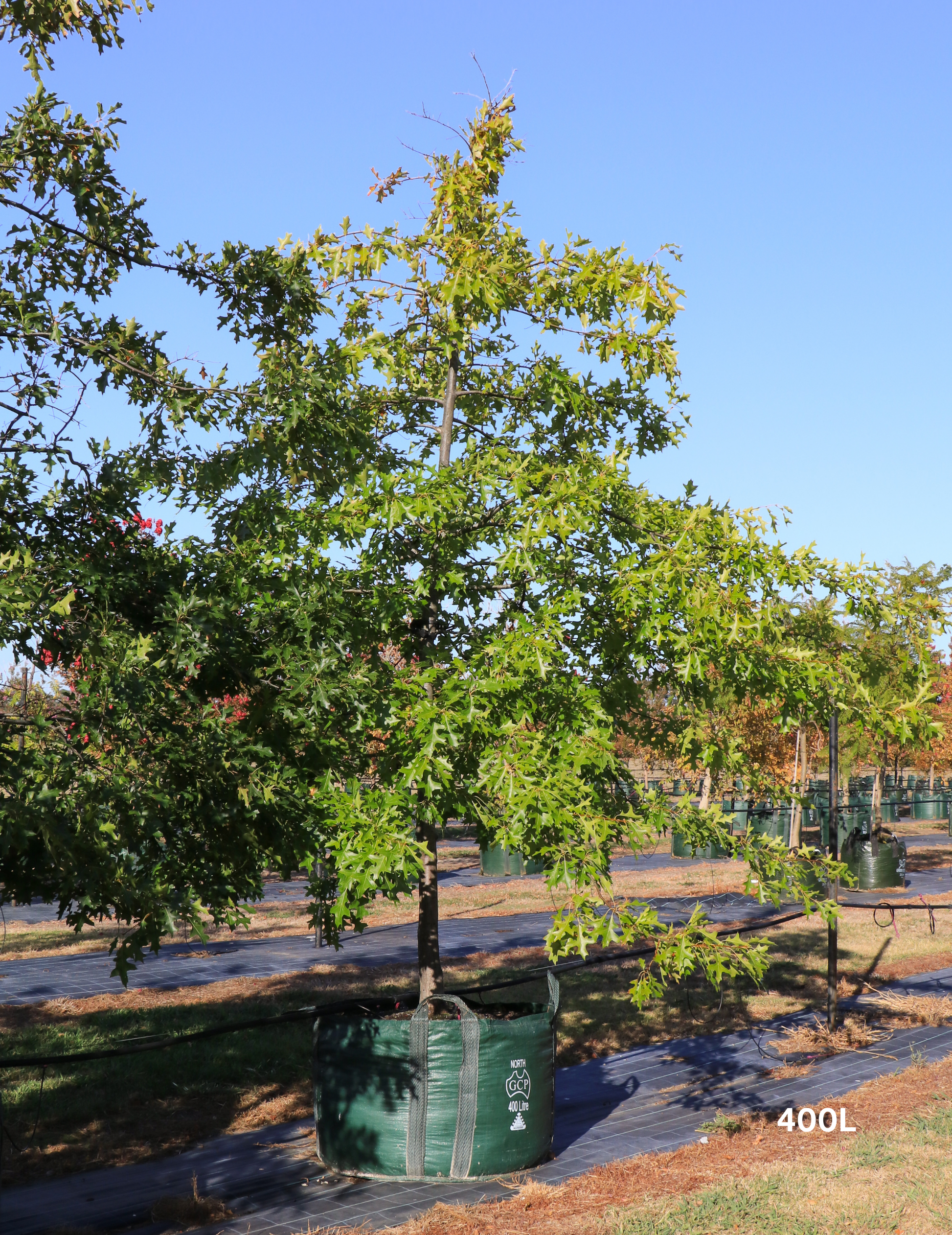Quercus palustris - Pin Oak - Evergreen Trees Direct