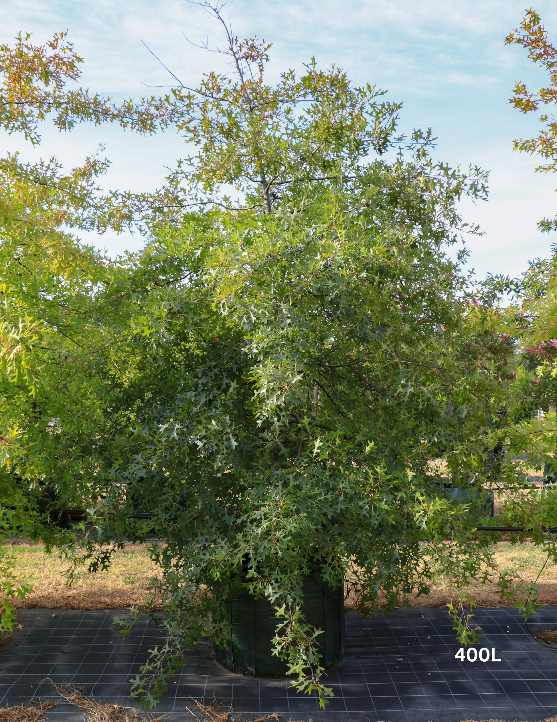 Quercus palustris - Pin Oak - Evergreen Trees Direct