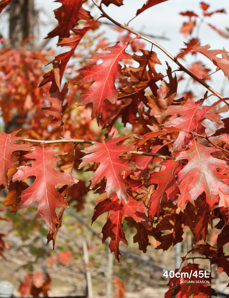 Quercus rubra Northern Red Oak