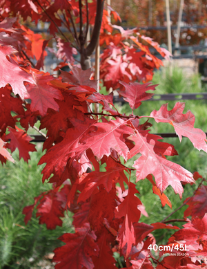 Quercus rubra | Northern Red Oak Shade Tree - Evergreen Trees Direct