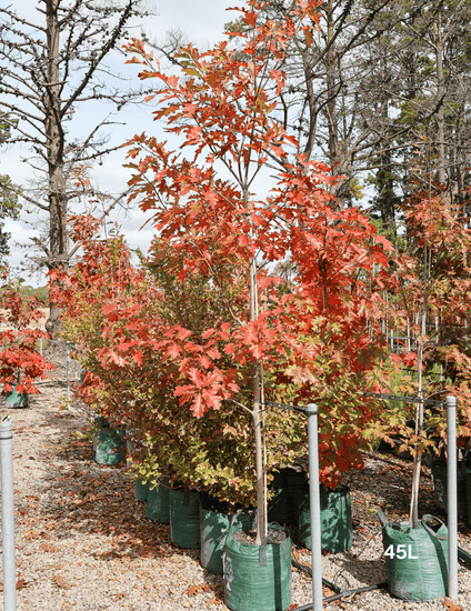 Quercus rubra Northern Red Oak