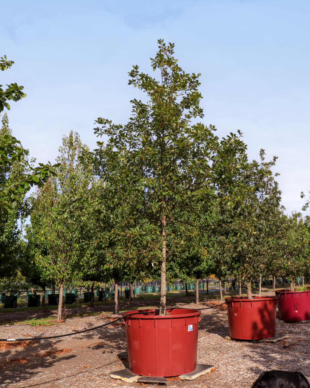 Evergreen Trees Direct