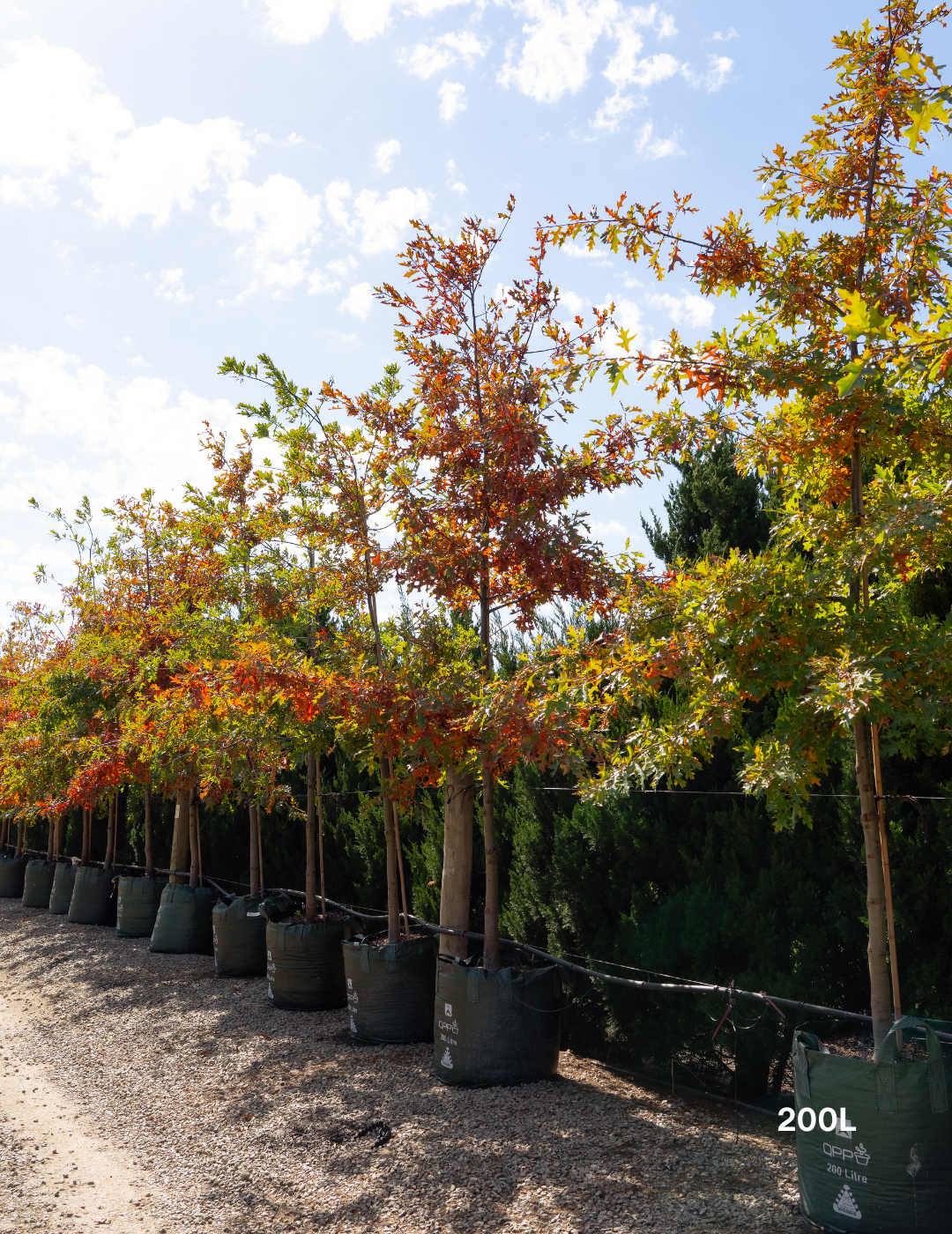 Quercus palustris - Pin Oak