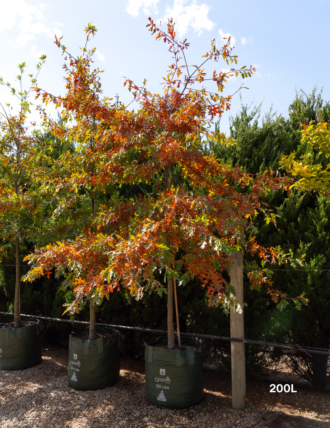 Quercus palustris - Pin Oak