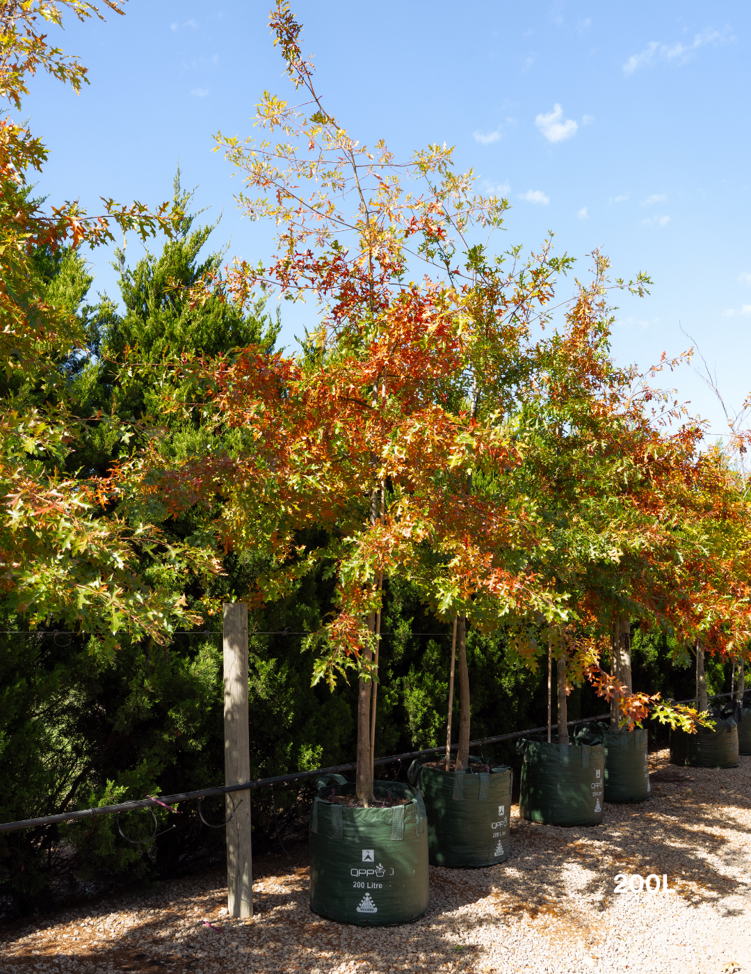 Quercus palustris - Pin Oak