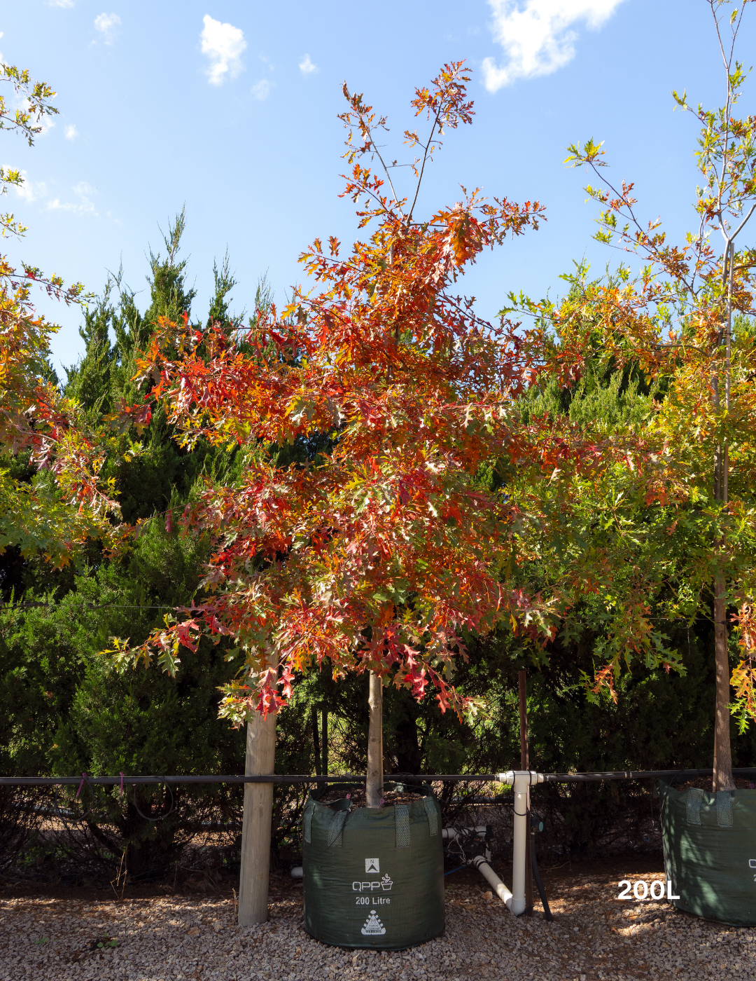 Quercus palustris - Pin Oak