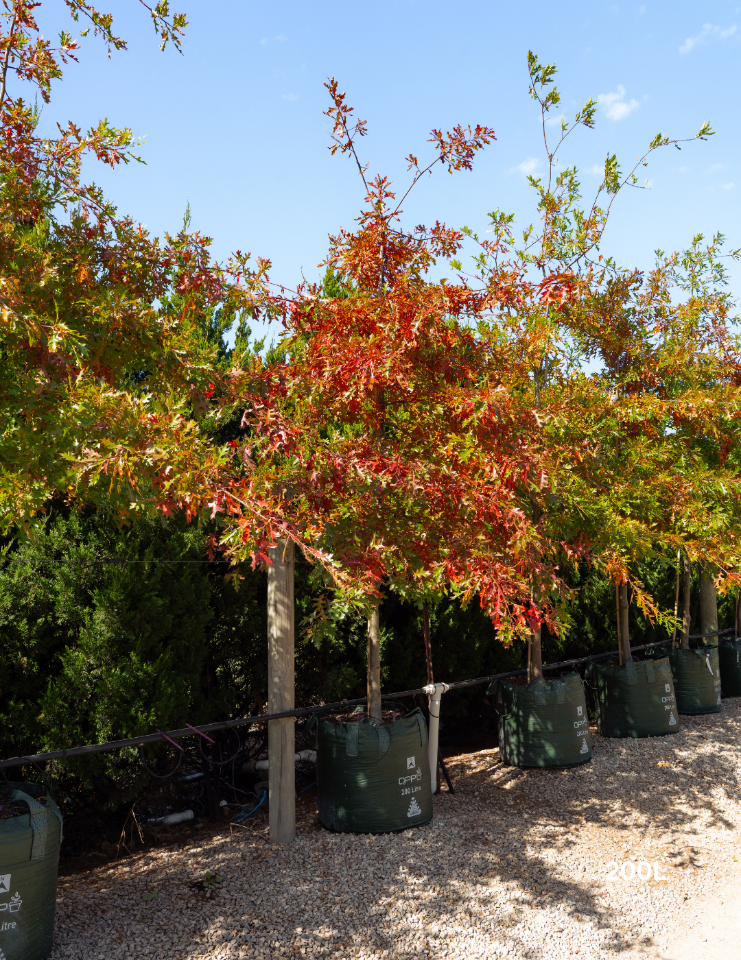 Quercus palustris - Pin Oak