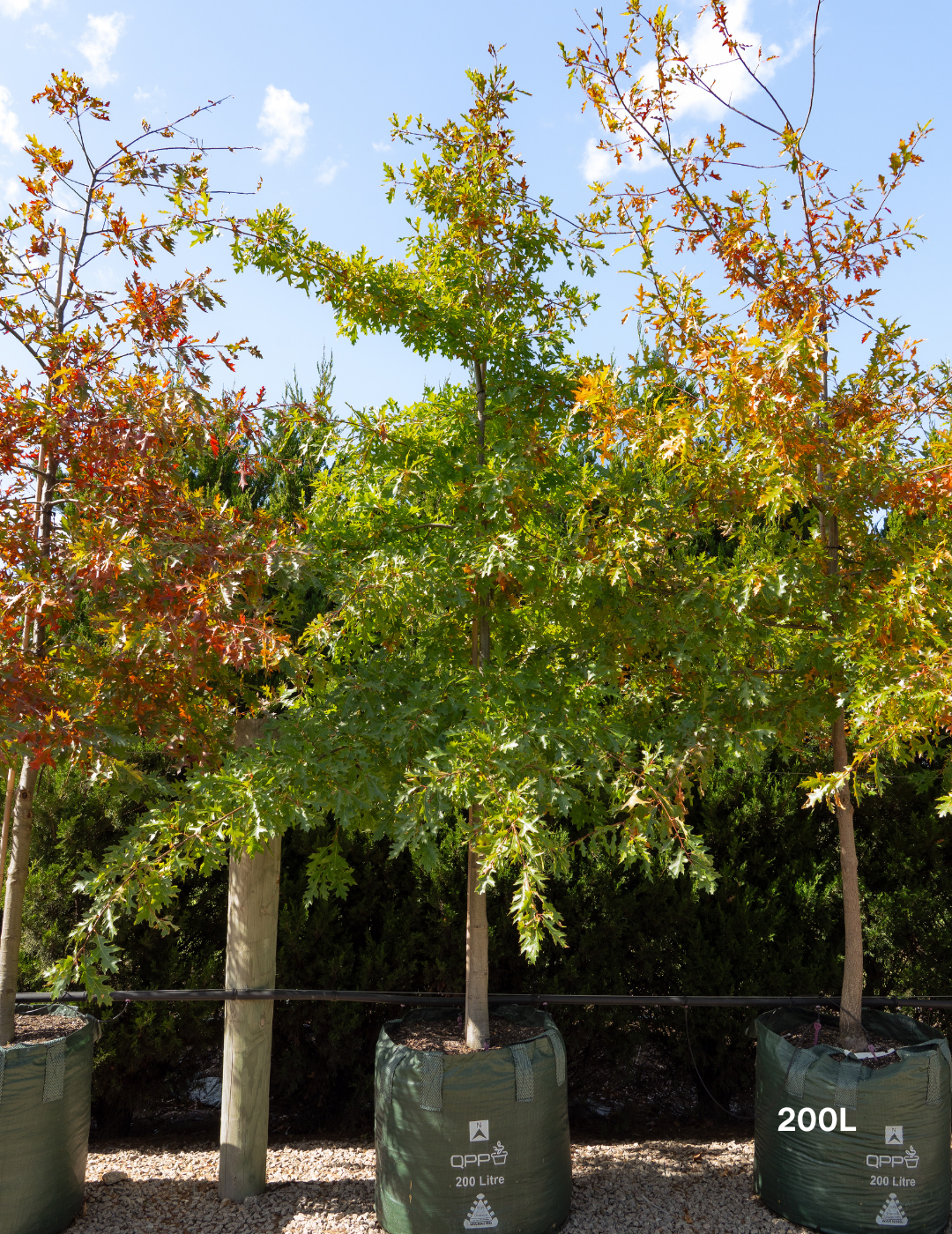 Quercus palustris - Pin Oak