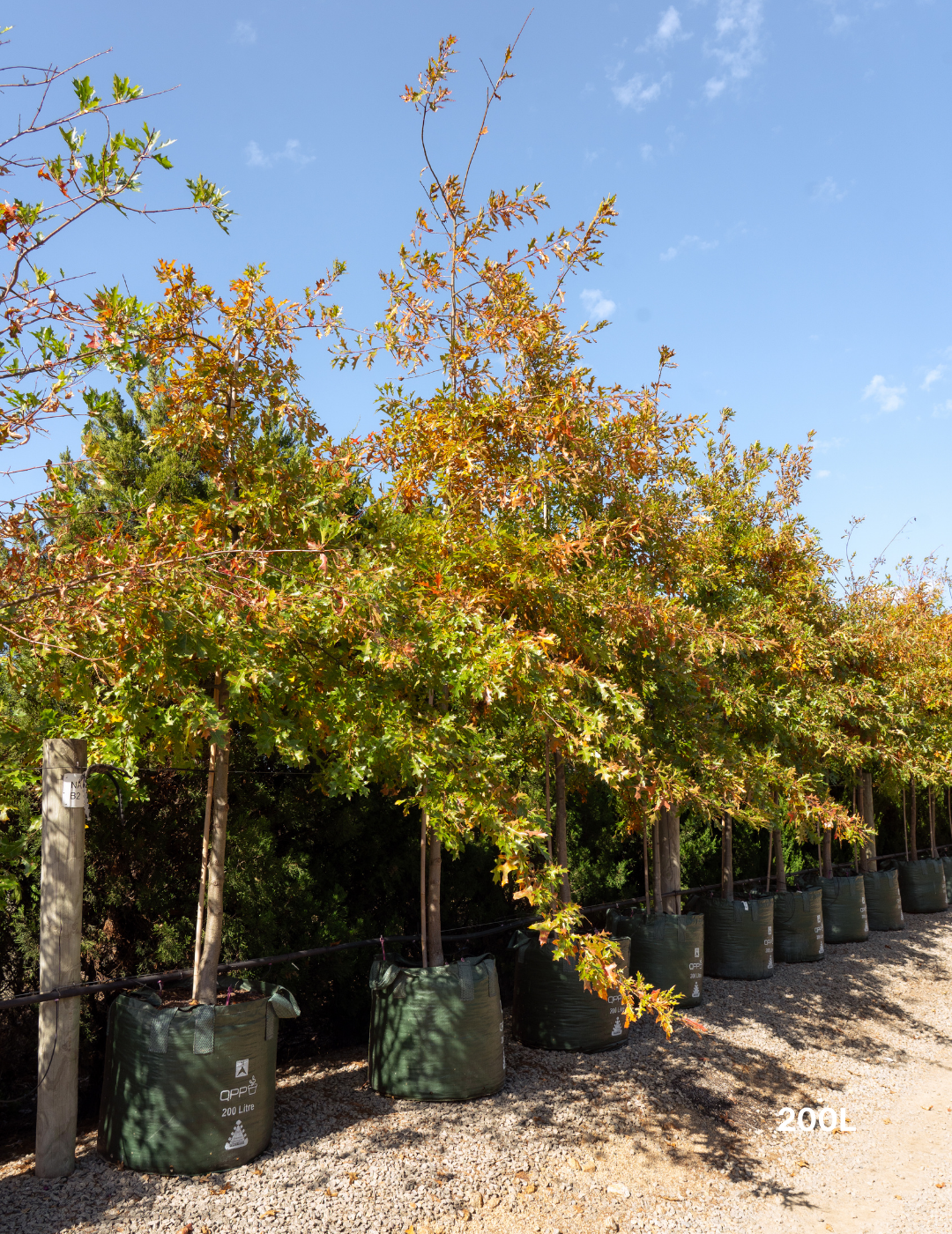 Quercus palustris - Pin Oak