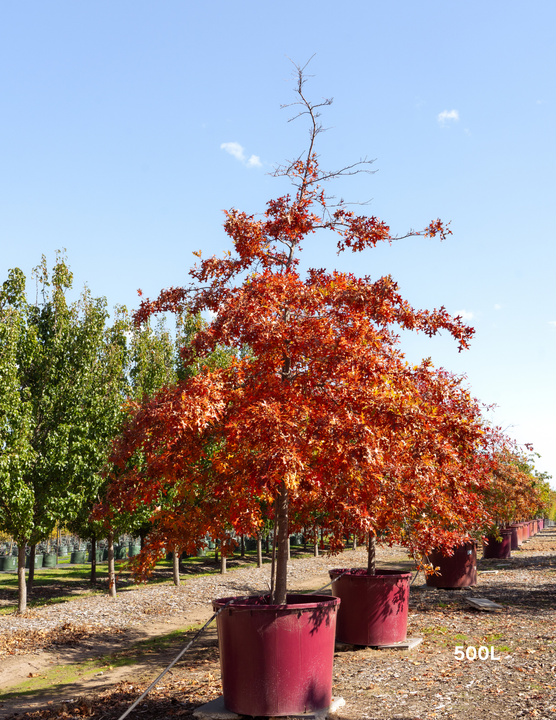 Quercus palustris - Pin Oak