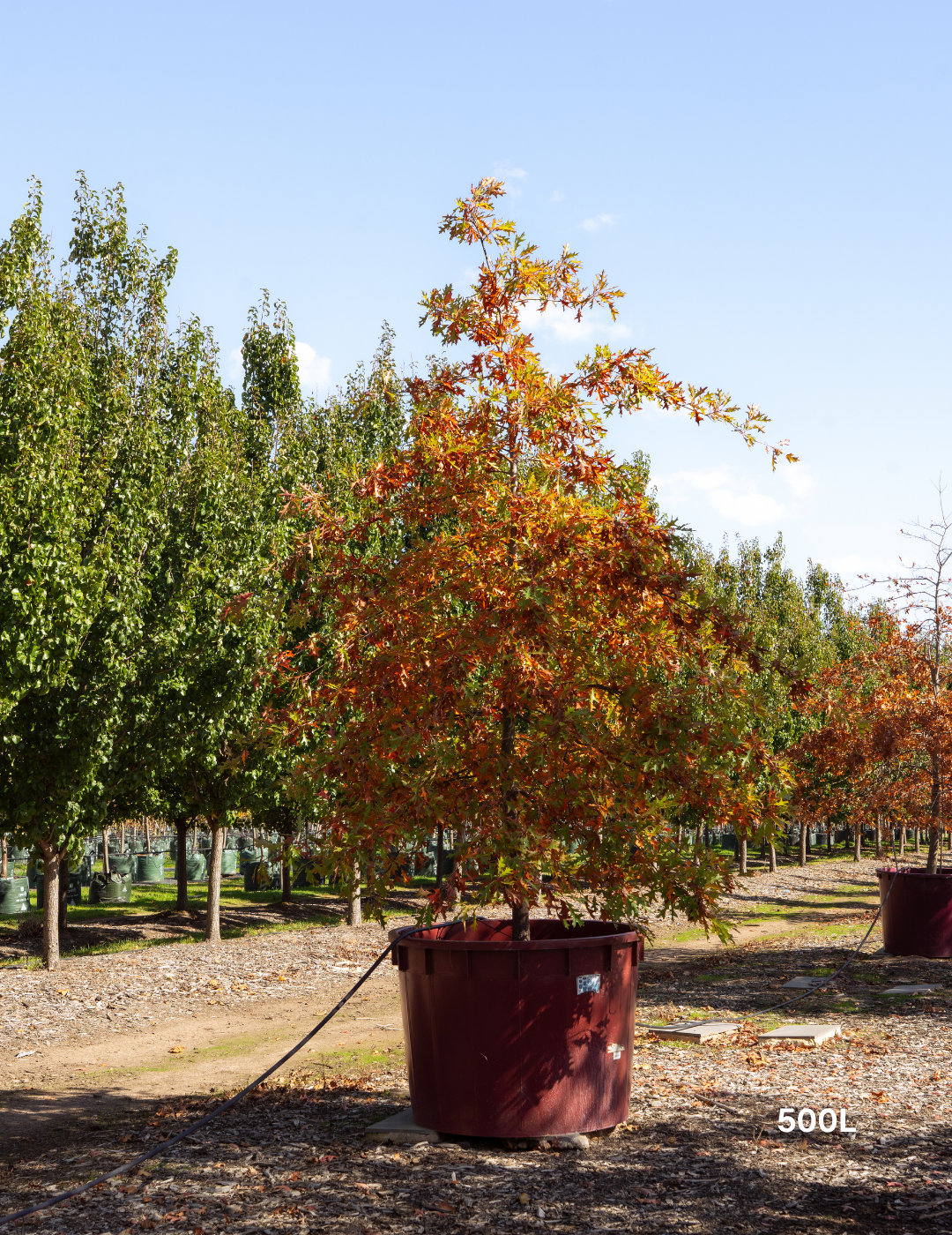 Quercus palustris - Pin Oak