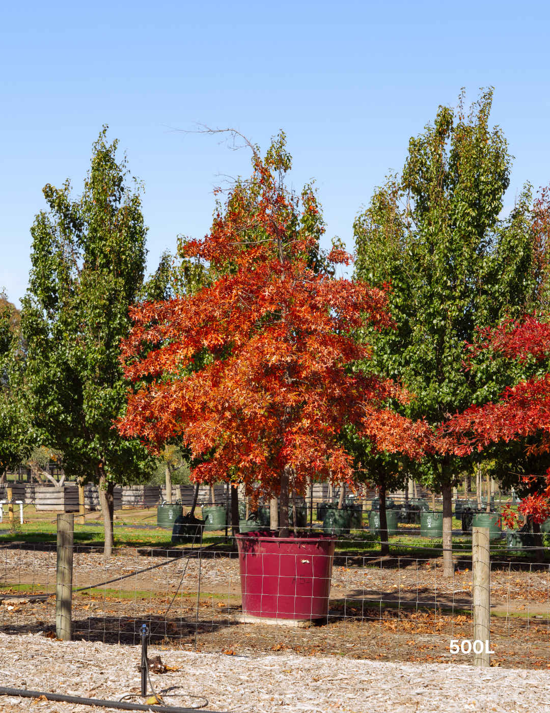 Quercus palustris - Pin Oak