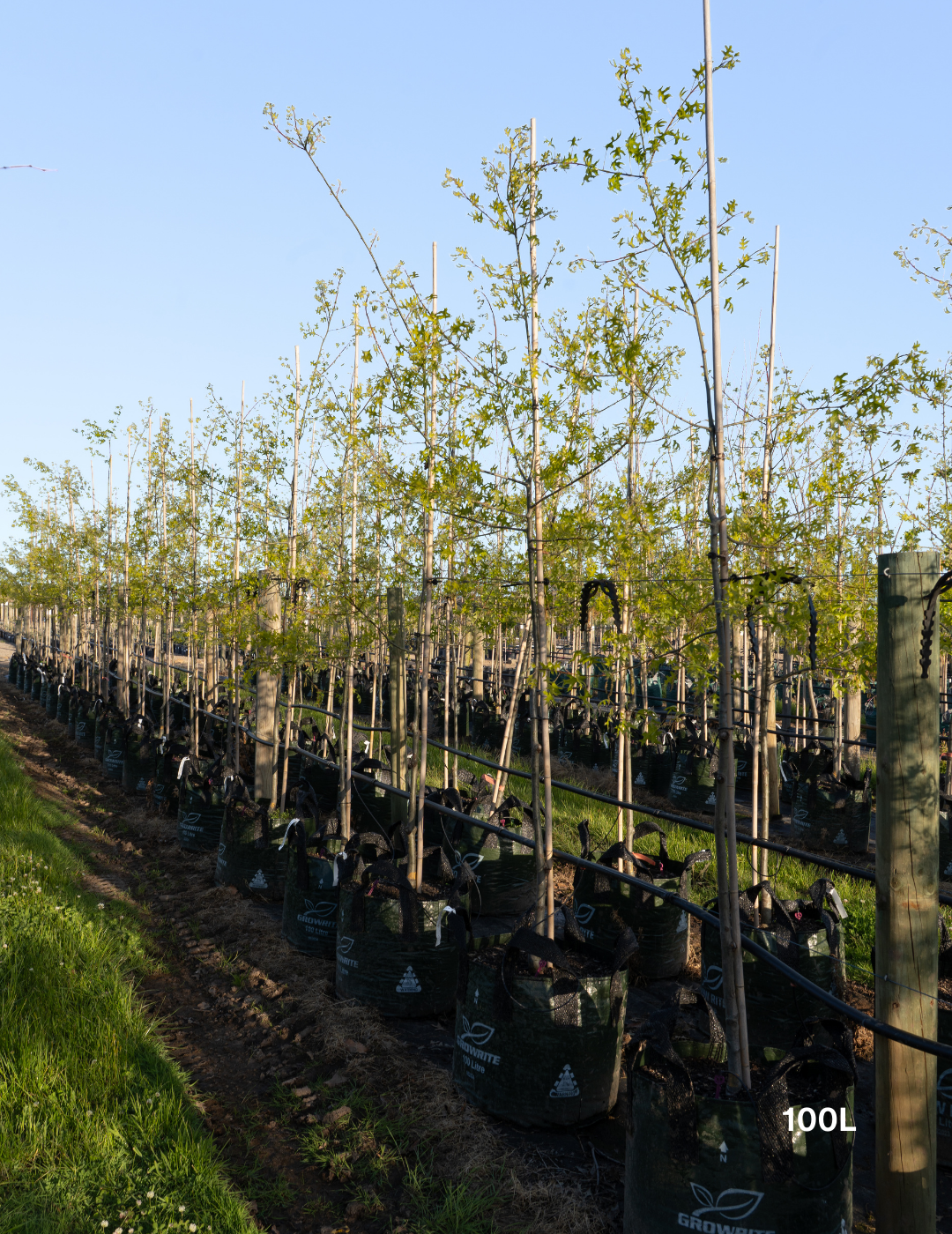 Quercus palustris ‘Early Fall’ – Early Fall Pin Oak
