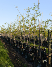 Quercus palustris ‘Early Fall’ – Early Fall Pin Oak