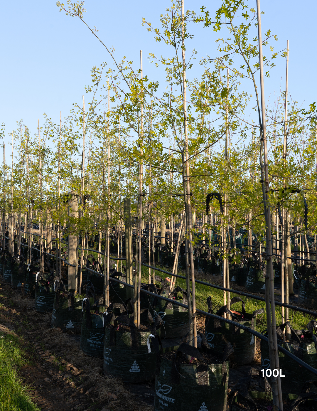 Quercus palustris ‘Early Fall’ – Early Fall Pin Oak - Evergreen Trees Direct