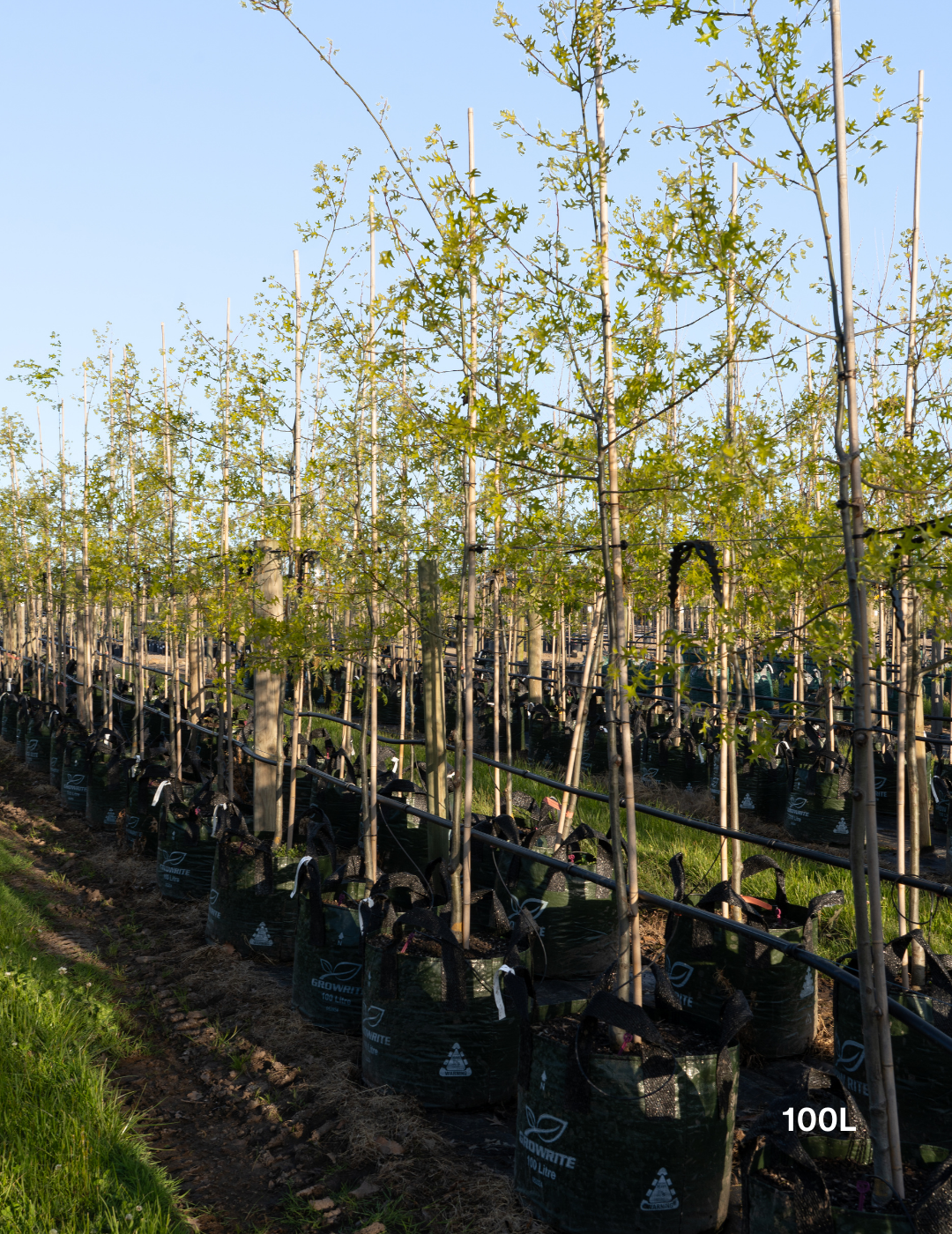 Quercus palustris ‘Early Fall’ – Early Fall Pin Oak - Evergreen Trees Direct