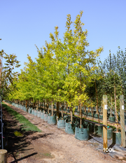 Quercus acutissima - Sawtooth Oak - Evergreen Trees Direct