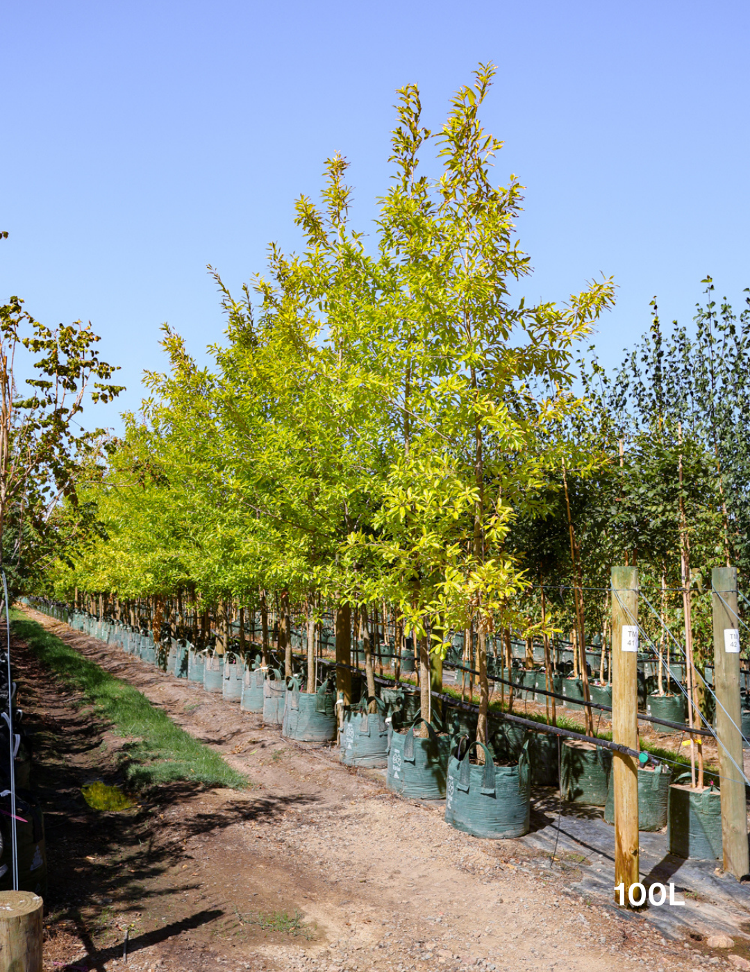 Quercus acutissima - Sawtooth Oak - Evergreen Trees Direct