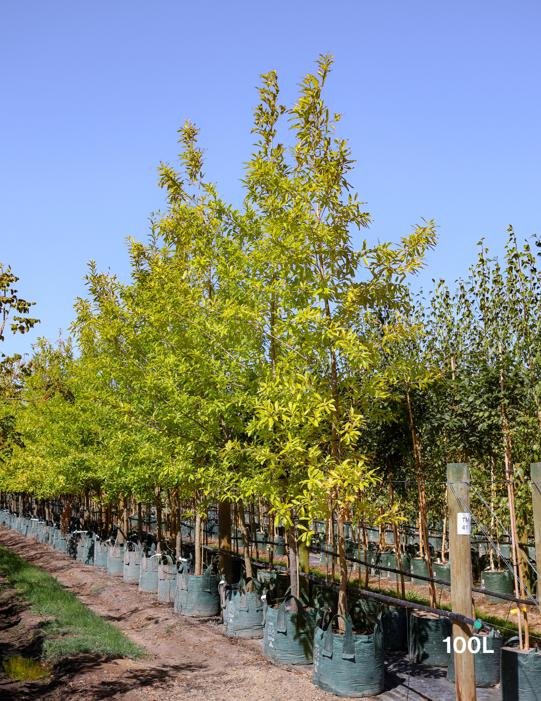 Quercus acutissima - Sawtooth Oak - Evergreen Trees Direct