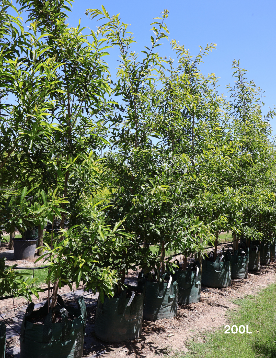 Quercus acutissima - Sawtooth Oak - Evergreen Trees Direct